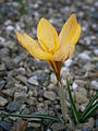 Crocus olivieri