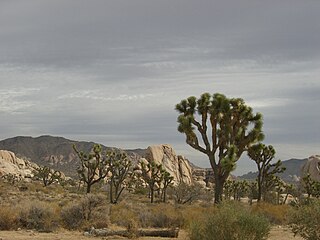 Joshua Tree in Landers, Ca