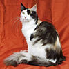 Maine Coon