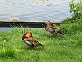 Mandarinenenten im Park Schloss Charlottenburg