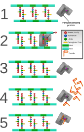 Penicillin and other β-lactam antibiotics act by inhibiting penicillin-binding proteins, which normally catalyze cross-linking of bacterial cell walls.