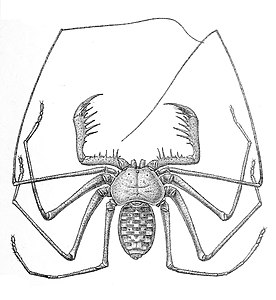 Phrynus tessellatus（ウデムシ目）