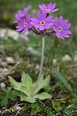 Primula halleri[англ.]*