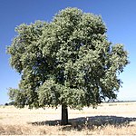 Quercus ilex subsp. rotundifolia, Extremadura, Spanien