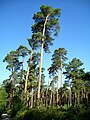 Scots pine high forest at the west edge of the national forest.