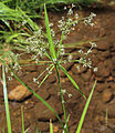 Scirpus microcarpus flowerhead