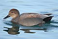 Image 15 Gadwall Photo credit: Mdf A male Gadwall (Anas strepera), a common and widespread duck that breeds in the northern areas of Europe and Asia and central North America. This dabbling duck is strongly migratory and winters further south than its breeding range, from coastal Alaska south into Central America and eastward to the East Coast of the United States. More selected pictures