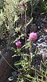 Anderson's thistle (Cirsium andersonii) plant