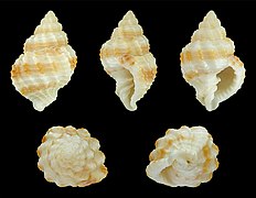 Bivetiella similis (Similar Nutmeg ), Shell