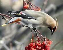 Bohemian waxwing