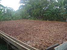 Beans drying in the sun