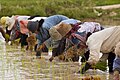 Image 24Cambodian farmers planting rice (from Agriculture in Cambodia)