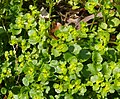 Chrysosplenium oppositifolium