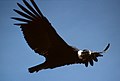 At Colca Canyon, Colca Valley, Per