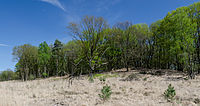 Heidelandschaft Nationalpark De Meinweg