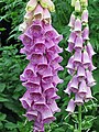 Paprastoji rusmenė (Digitalis purpurea)