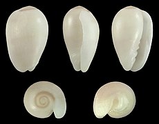 Gibberula miliaria, shell