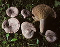 Lactarius purpureoechinatus