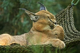 Caracal no San Diego Zoo