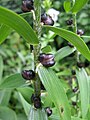 Bulbils form in the leaf axils of Lilium lancifolium