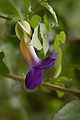 Thunbergia erecta