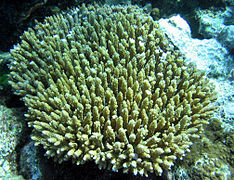 A. subulata en el Parque nacional de Samoa Americana