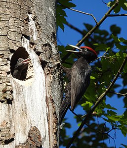 32. Platz: Boschfoto mit Schwarzspecht mit Nestling an einer Nisthöhle im Rothenfelder Forst, Landschaftsschutzgebiet „Westlicher Teil des Landkreises Starnberg“