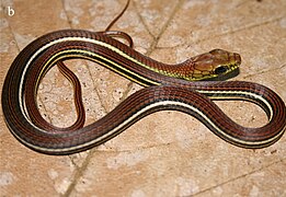 May 19: Dendrelaphis caudolineatus