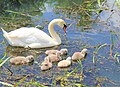 Dessau-Wörlitzer Gartenreich in Sachsen-Anhalt: Wörlitzer Park