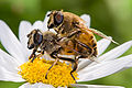 Paring, mannetje boven