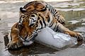 Bengal tiger beat off with an ice lump.