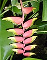 Heliconia rostrata