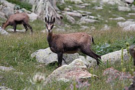 Chamois at Madonna de Fenestre