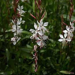 Gaura lindheimeri