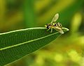 Image 55Hoverfly on a leaf of oleander