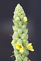 Woolly mullein (V. thapsus) flowers, close