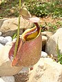 Nepenthes bicalcarata