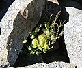 Shieldleaf (Streptanthus tortuosus) between rocks