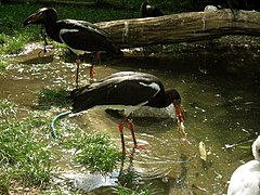 Cigogne d'Abdim