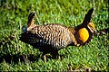 Attwater's Prairie Chicken which is on the US endangered species list