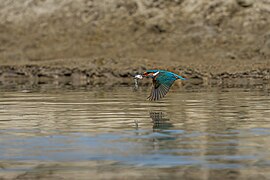 In flight at Chitwan National Park, Nepal