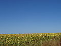 The fertile plains of Dobruja