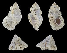 Favartia minatauros, shell