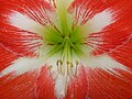 Hippeastrum 'Minerva'