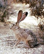 Lepus californicus, un Lagomorpha