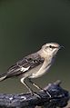 Staatsvogel Spottdrossel