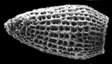 Skeleton of a polycystine