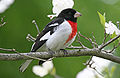 Rose-breasted Grosbeak (male) (Pheucticus ludovicianus)