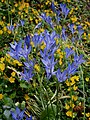 Triteleia laxa 'Koningin Fabiola'