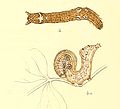 Larva